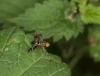 92820 – Photo : Michel Renou – France (91)