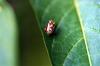 Lygus sp.