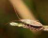 92315 – Photo : Vincent Derreumaux – France (30)
