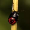 92954 – Photo : Vincent Derreumaux – France (65)