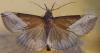 92345 – Photo : Jacques Bailloux – France (83)