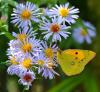92733 – Photo : Josselyne Bayle – France (33)