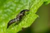 92963 – Photo : Jean-Yves Casalis – France (91)