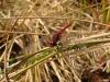 Sympetrum sanguineum