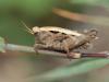 92120 – Photo : Sylvain Houpert – France (78)