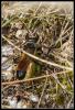 92379 – Photo : Jean-Philippe Sanquer – France (29)