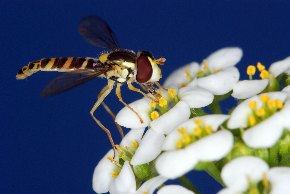 frodon - Sphaerophoria sp. - réf. 92286 (1000 x 669 pixels, 215 ko)