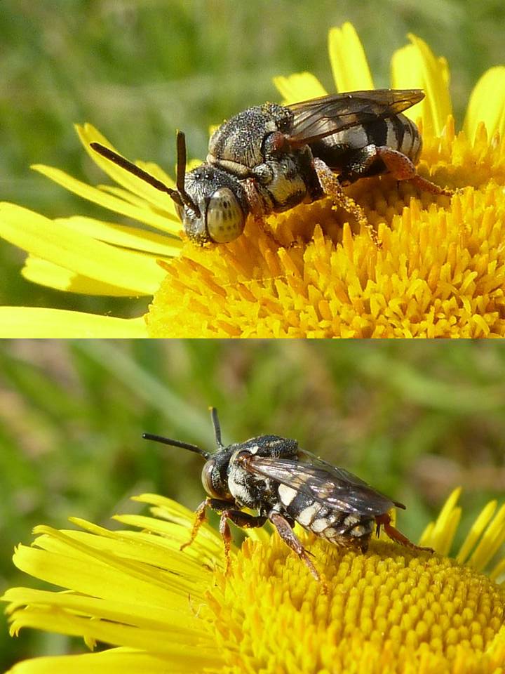 Patrick Le Mao - Epeolus sp. - réf. 92907 (720 x 960 pixels, 106 ko)