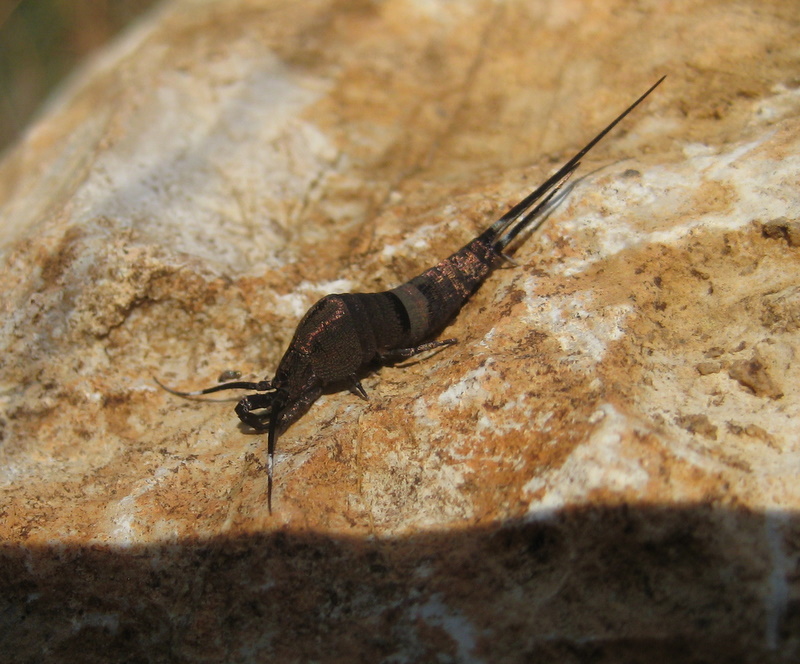 Réf. 92890 — INSECTA > Archeognatha > Machilidae > Praemachilis ...