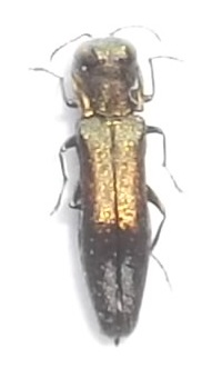 BAUER - Agrilus (Quercuagrilus) derasofasciatus - réf. 92736 (200 x 340 pixels, 36 ko)