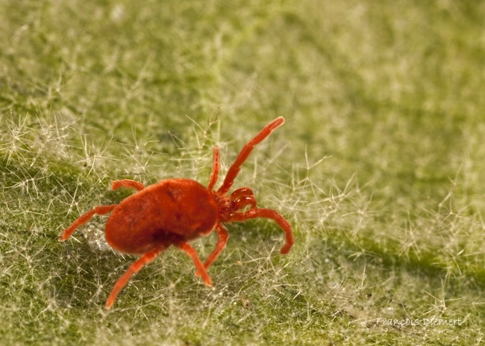 Francois Diemert - Allothrombium sp. - réf. 92138 (709 x 506 pixels, 99 ko)