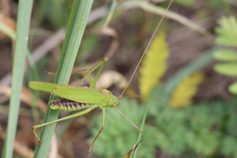 Michel Ehrhardt - Phaneroptera falcata - réf. 92830 (800 x 533 pixels, 178 ko)