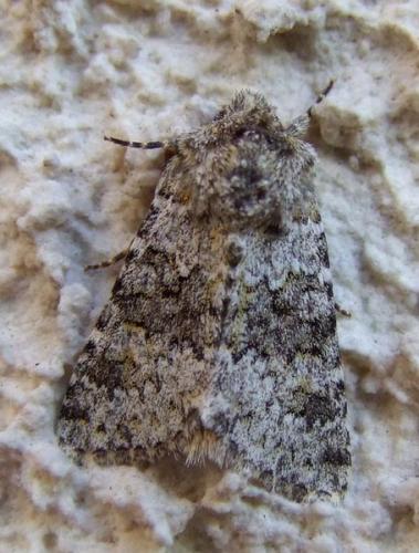 Réf. 93 292 : Hecatera dysodea