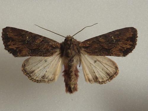 Réf. 93 659 : Mniotype sp.