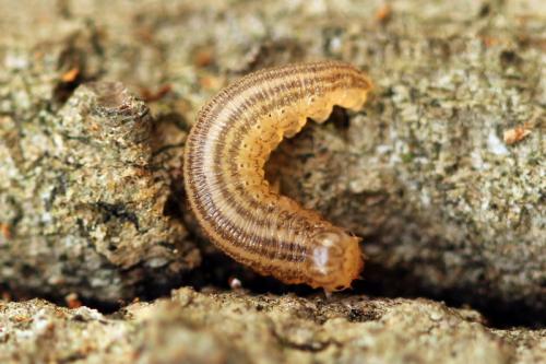 Réf. 93 072 : Macrophya duodecimpunctata