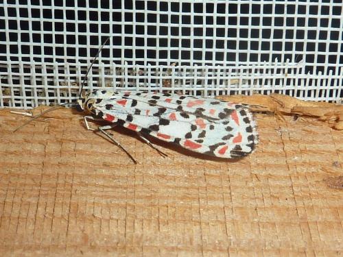 Réf. 93 405 : Utetheisa pulchella