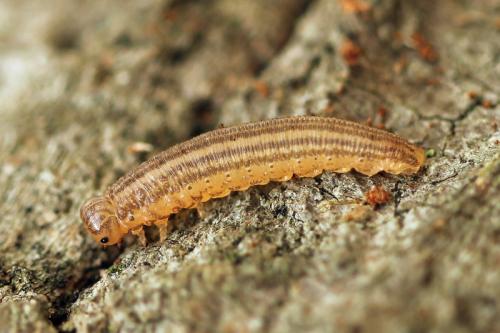 Réf. 93 073 : Macrophya duodecimpunctata