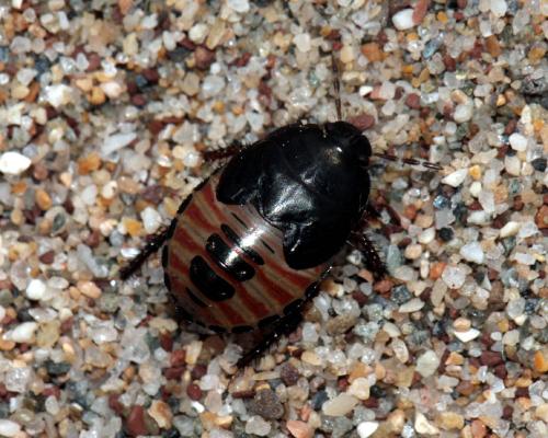 Réf. 93 028 : Macroscytus brunneus
