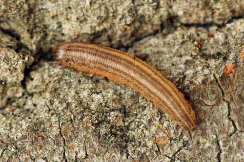 Réf. 93 074 : Macrophya duodecimpunctata