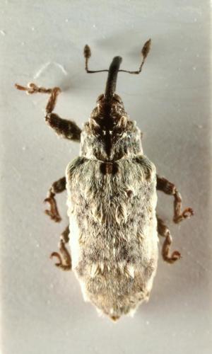 Réf. 93 450 : Pachyonyx sp.