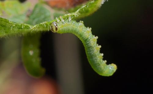 Pristiphora sp.