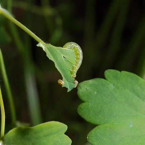 Pristiphora rufipes