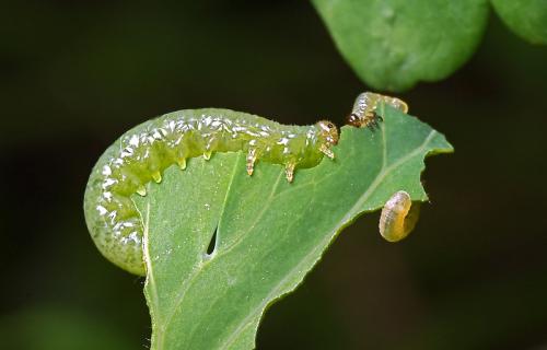 Pristiphora rufipes