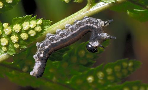 Réf. 93 634 : Neodiprion sertifer