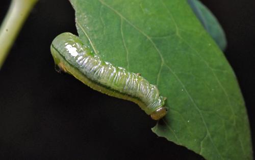 Pristiphora rufipes