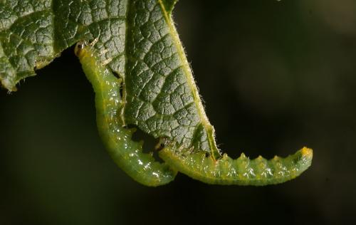 Pristiphora sp.