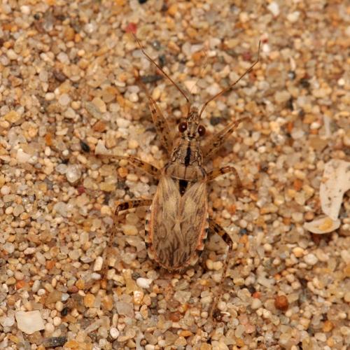 Nabis occidentalis