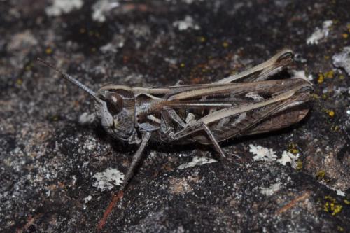 Réf. 93 437 : Omocestus petraeus