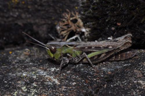 Réf. 93 435 : Omocestus petraeus