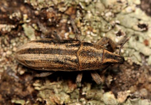 Lixoglyptus spartii