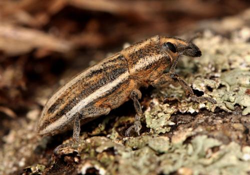 Lixoglyptus spartii
