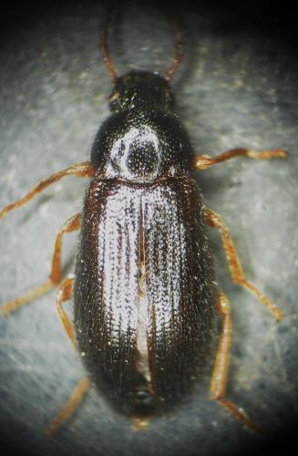 Mycetochara maura