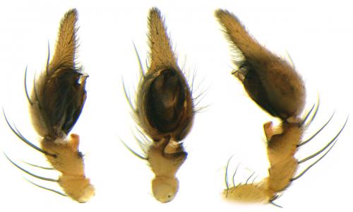 Oxyopes lineatus