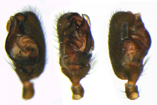 Réf. 93 120 : Neottiura uncinata