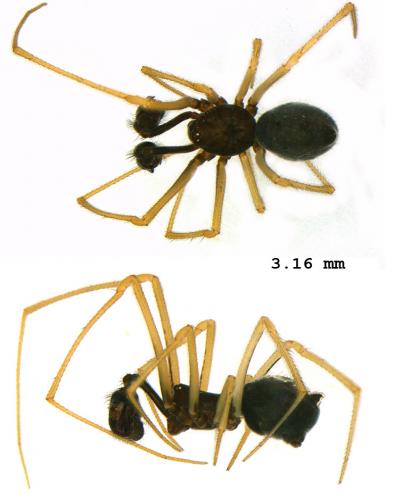 Réf. 93 155 : Neottiura uncinata