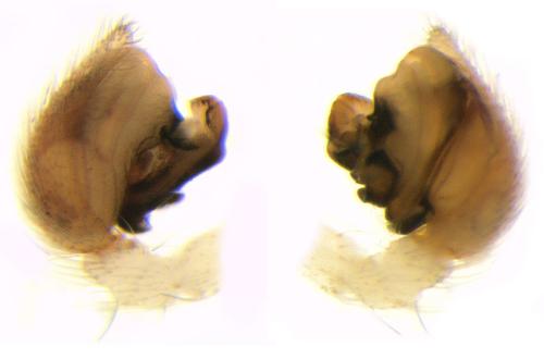 Oecobius maculatus