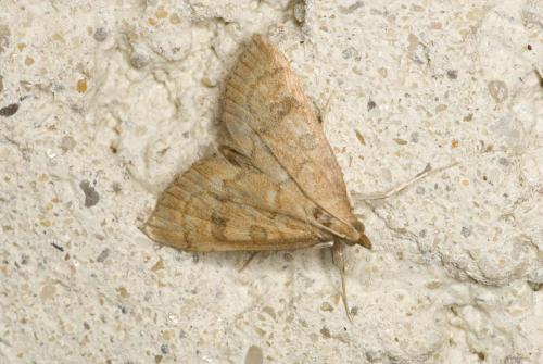 Réf. 93 001 : Udea fulvalis