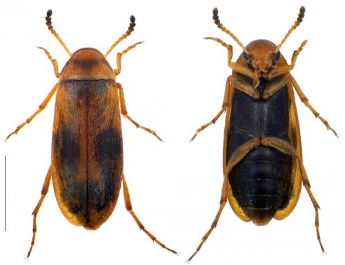 Réf. 93 875 : Anaspis maculata