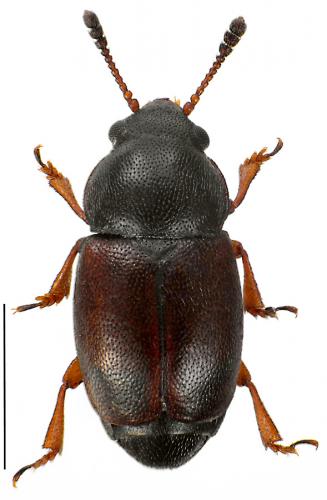 Heterhelus solani