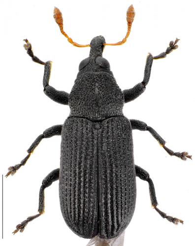 Magdalis flavicornis