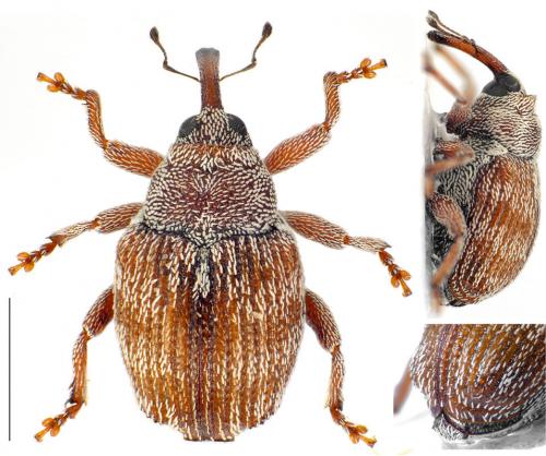 Coeliodes ilicis
