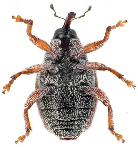 Réf. 93 990 : Coeliodes ilicis
