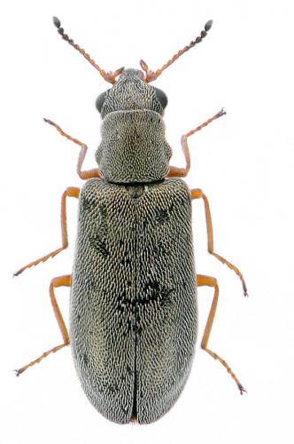 Réf. 93 737 : Danacea sp.