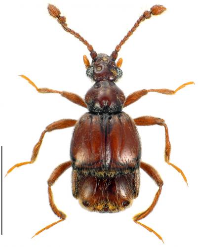 Brachygluta perforata