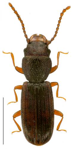 Réf. 93 916 : Cryptolestes corticinus