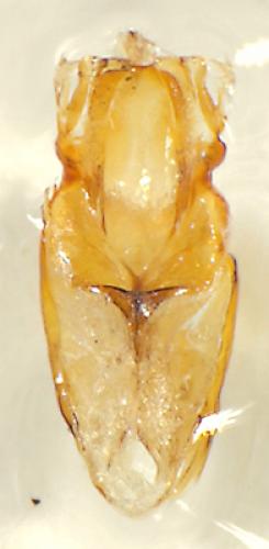 Réf. 93 909 : Xyletinus subrotundatus